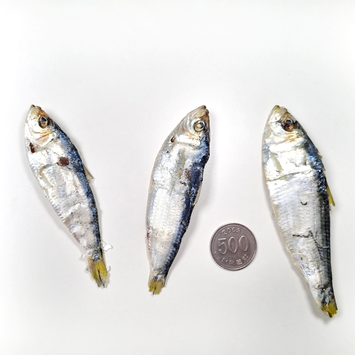 국내산 디포리 밴댕이 1.5kg 다시멸치 육수용 국물 멸치 - 상세 이미지 2
