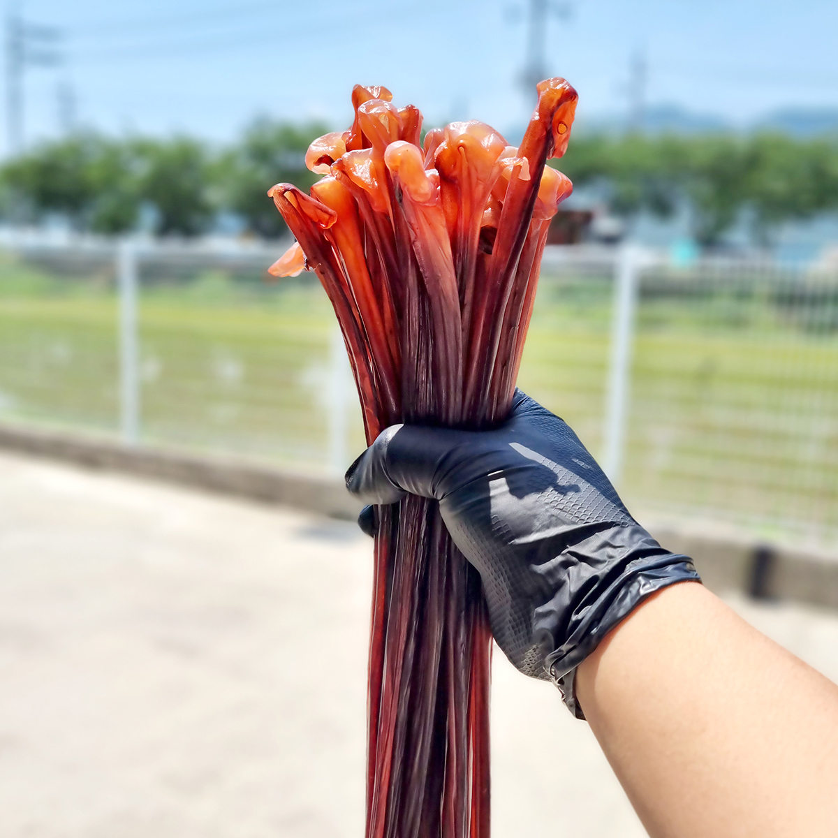 말랑 오징어 장족 500g 가문어 통족 문어다리 문어발 대왕오징어다리