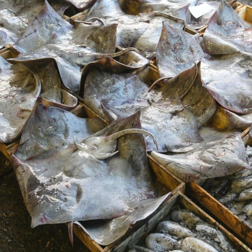 국내산 급냉 가오리 가오리찜 애 무침 회 2kg : 촌NoM