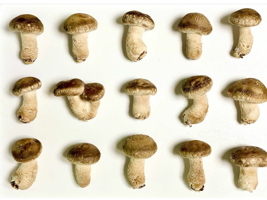 꼼지락농부의 무농약송화고버섯 가정용500g - 상세 이미지 2