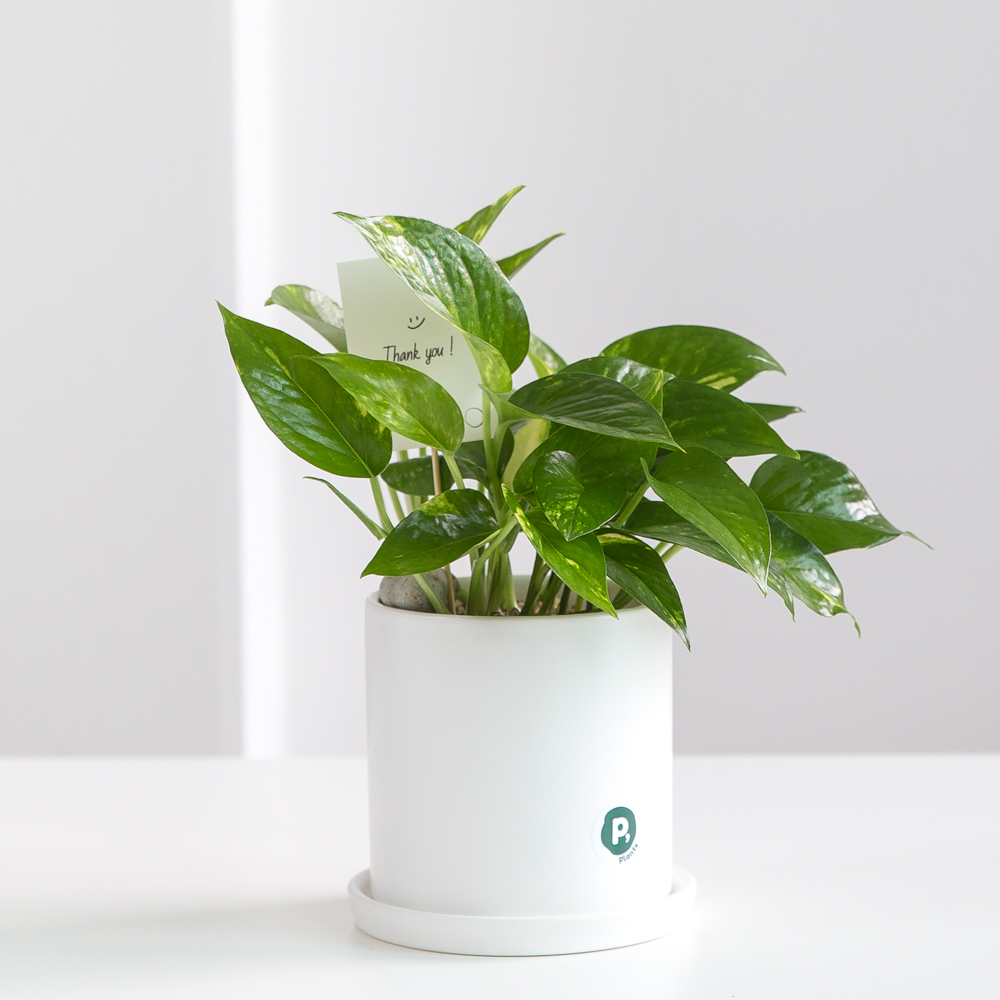 피플랜트 스킨답서스 화이트화분 키우기 쉬운 반려 식물 인테리어 플랜테리어 승진화분