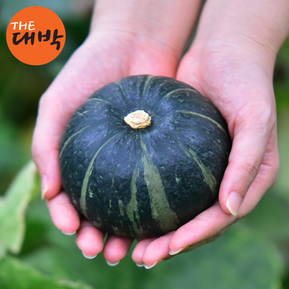 제주 미니 밤호박 단호박 보우짱