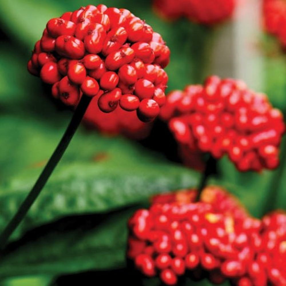 하이리빙 진홍삼 씨케이 20ml x 30포 이미지 2