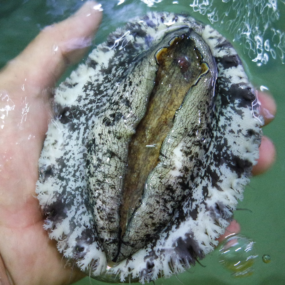 완도 활 전복 1kg 크기 6미부터40마리 특대전복 꼬마전복 선물세트 4남매털보아빠