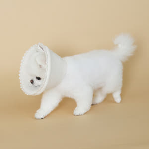 초코펫하우스 강아지 오가닉 레이스 넥카라 솔직 후기 | 실제 사용자 리뷰 총정리 - 상품 이미지 3