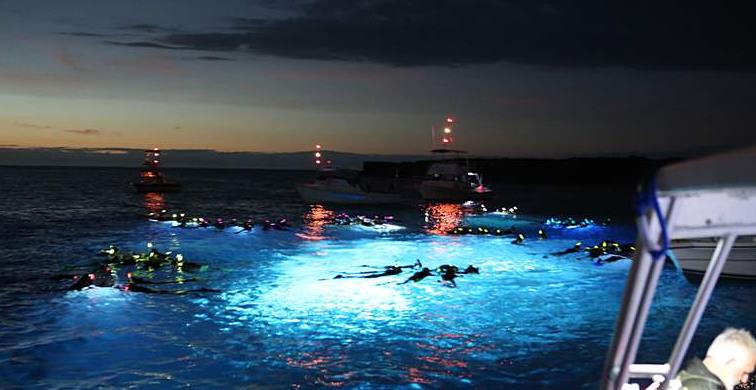 미국 하와이 빅아일랜드 야간 스노클링 체험 (만타가오리 감상)
