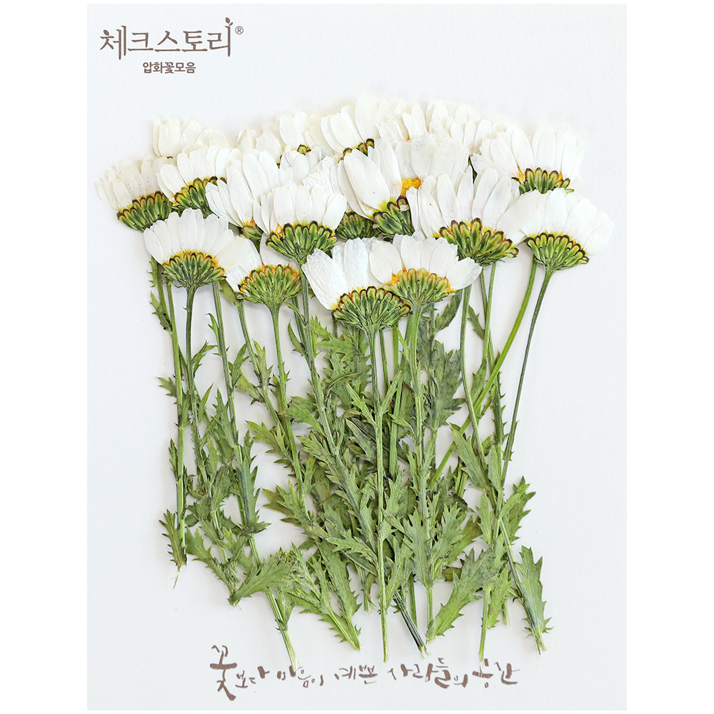 [압화/줄기꽃]마가렛옆줄기-화이트(20개) - 상품 이미지