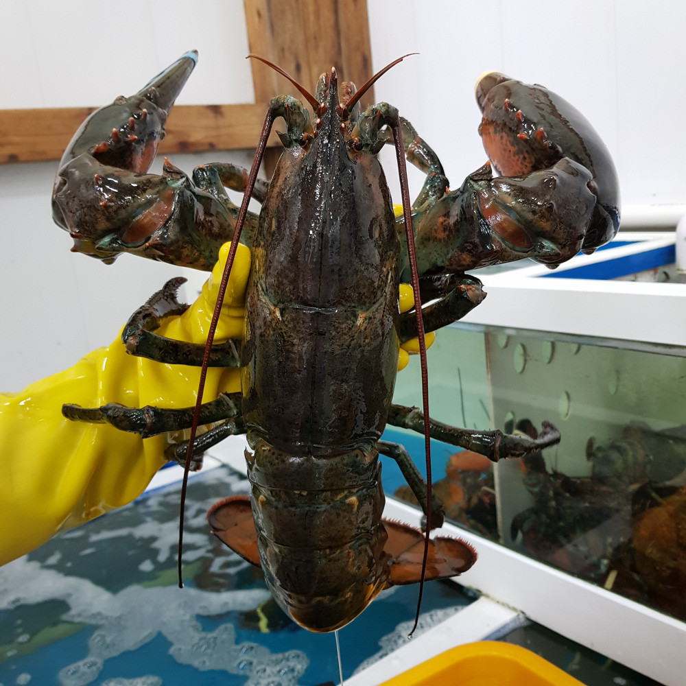 항공직송 캐나다 활 랍스터 바닷가재 600g 외 - 메인 이미지