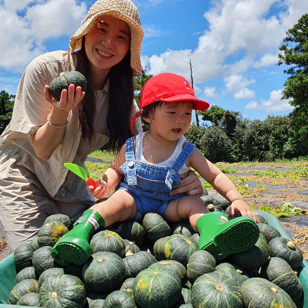 [유기농인증] 제주 미니 단호박 밤호박 보우짱 무농약 3kg 5kg 2kg 이미지 2