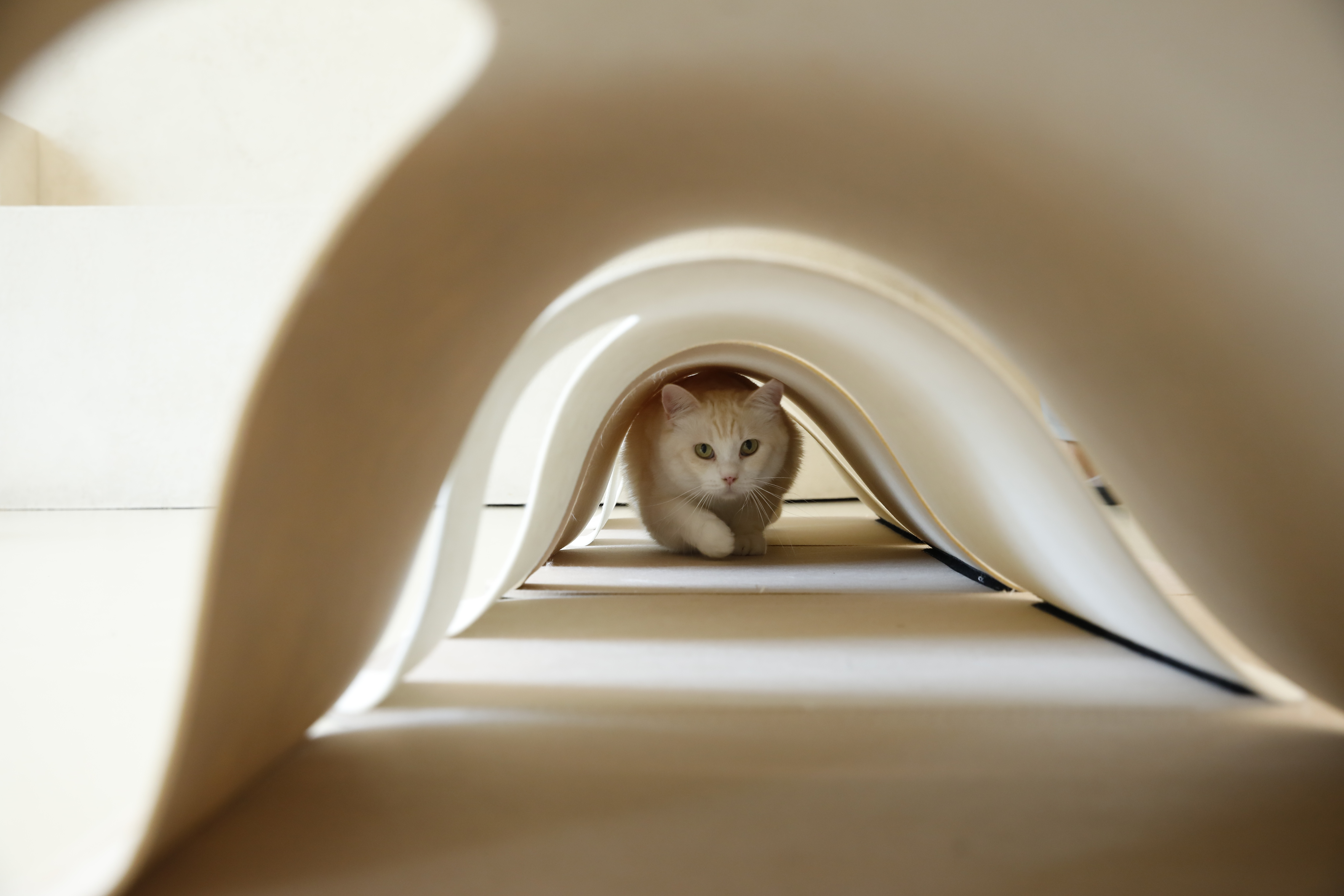 소심한호랑이 고양이장난감 미로형터널 특대형 고양이터널 숨숨집