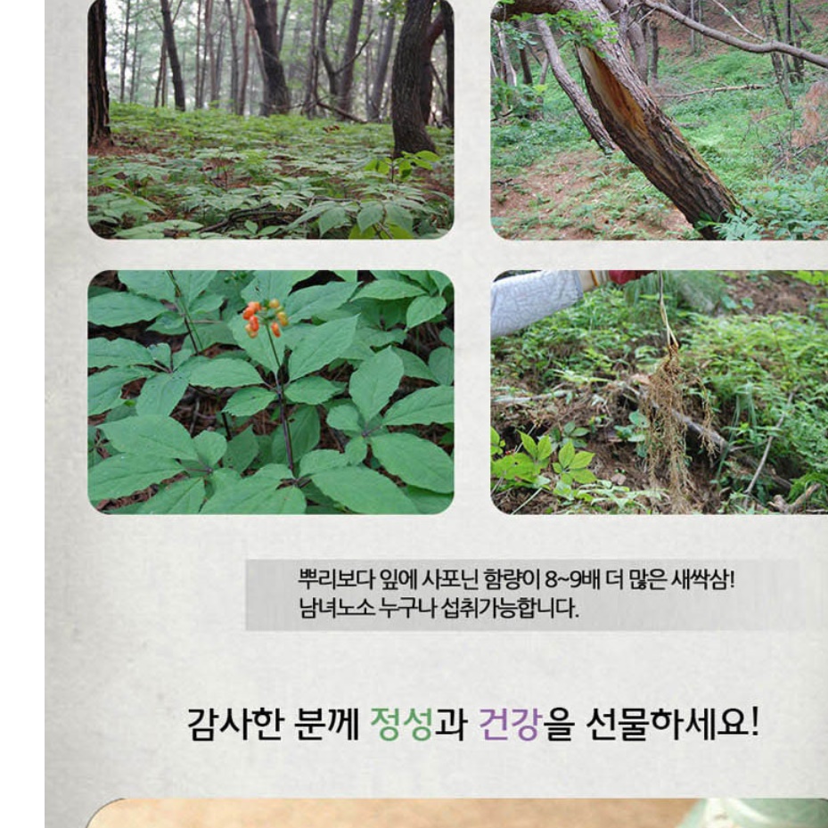 새싹삼 농장 새싹 산삼 묘삼 새싹쌈 100뿌리 이미지 8