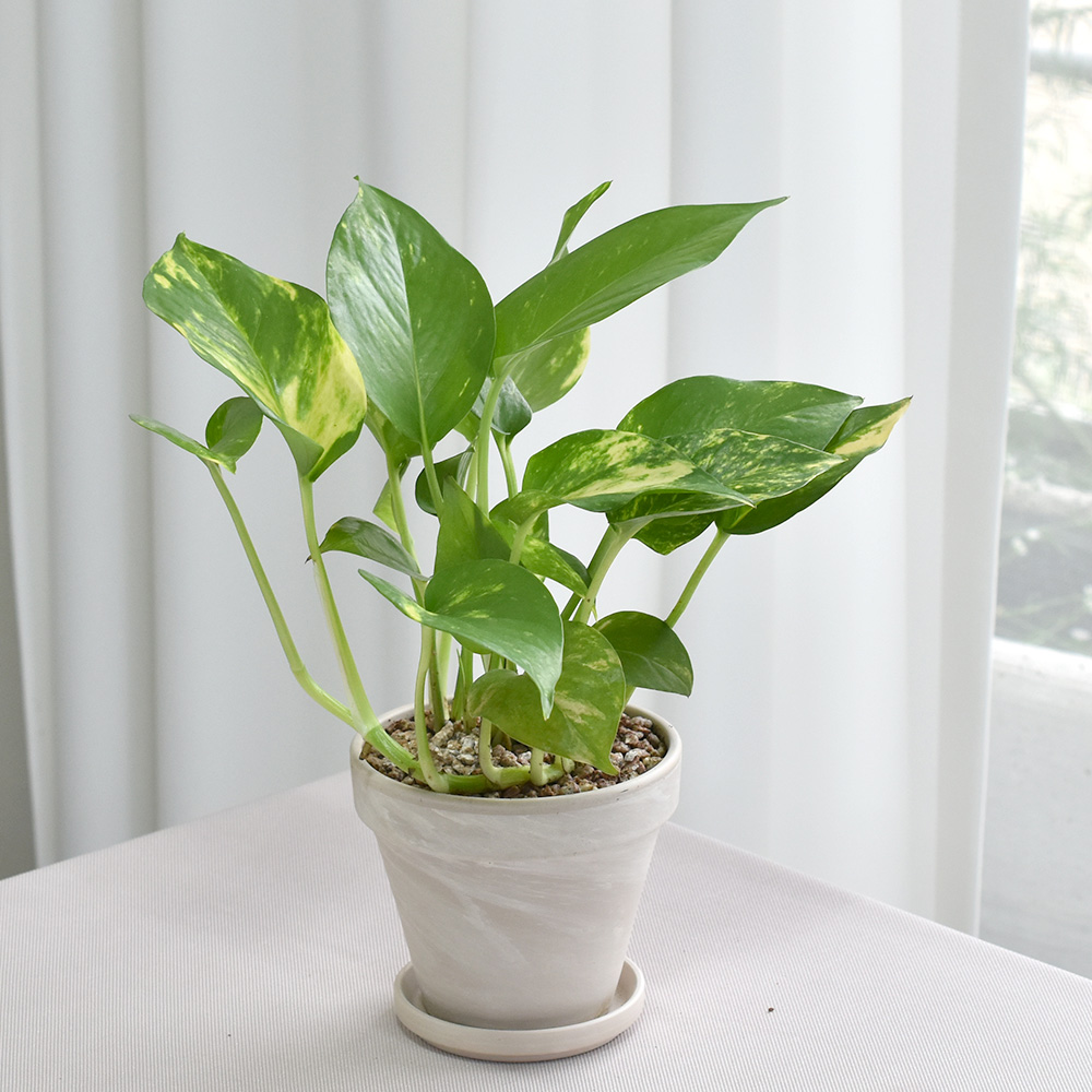 공기정화식물 몬스테라 스투키 독일화이트크림