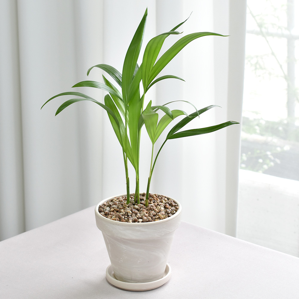 공기정화식물 몬스테라 스투키 독일화이트크림