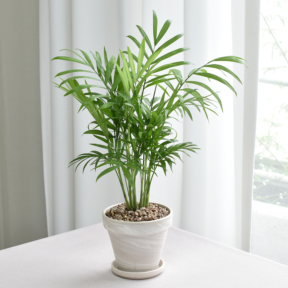 공기정화식물 몬스테라 스투키 독일화이트크림