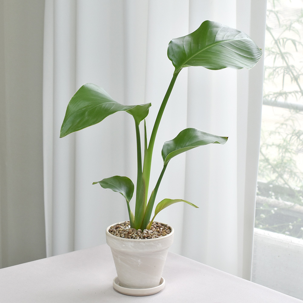 공기정화식물 몬스테라 스투키 독일화이트크림