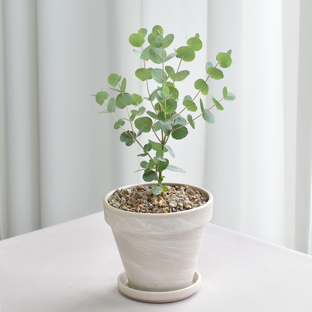 공기정화식물 몬스테라 스투키 독일화이트크림