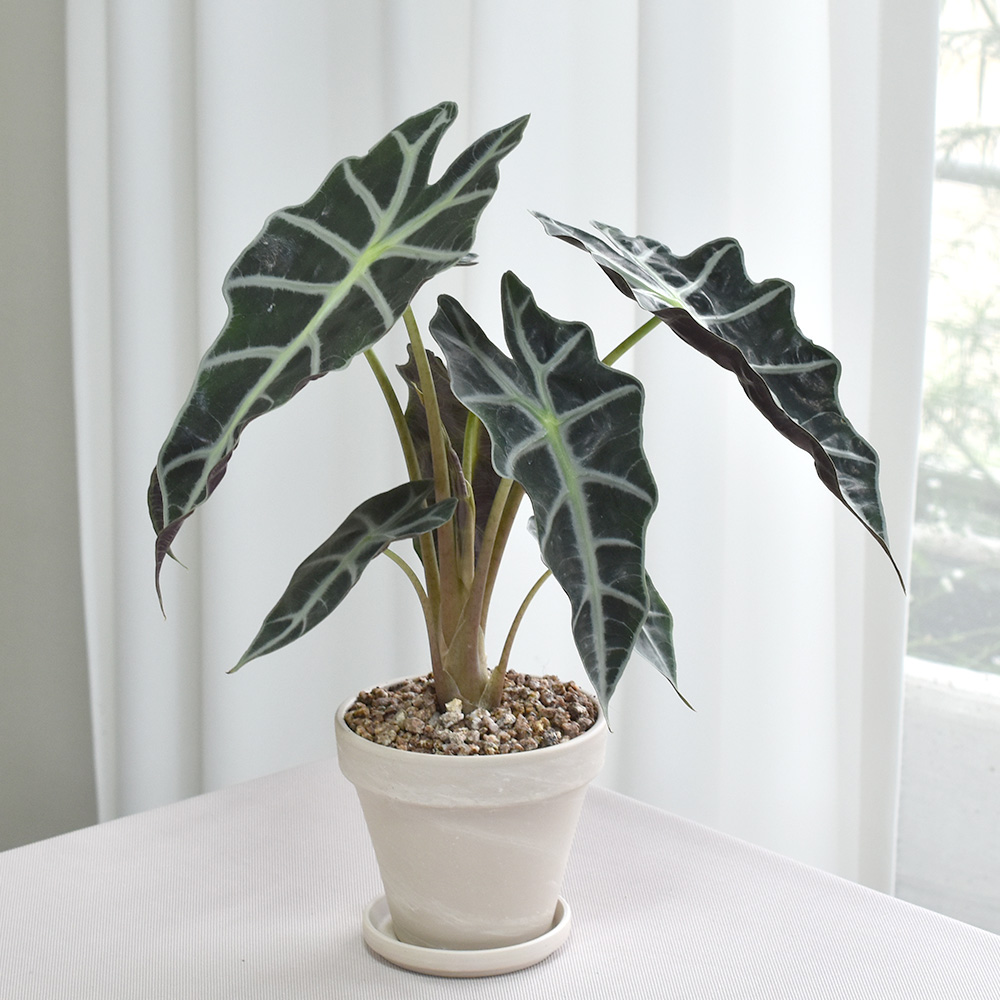 공기정화식물 몬스테라 스투키 독일화이트크림