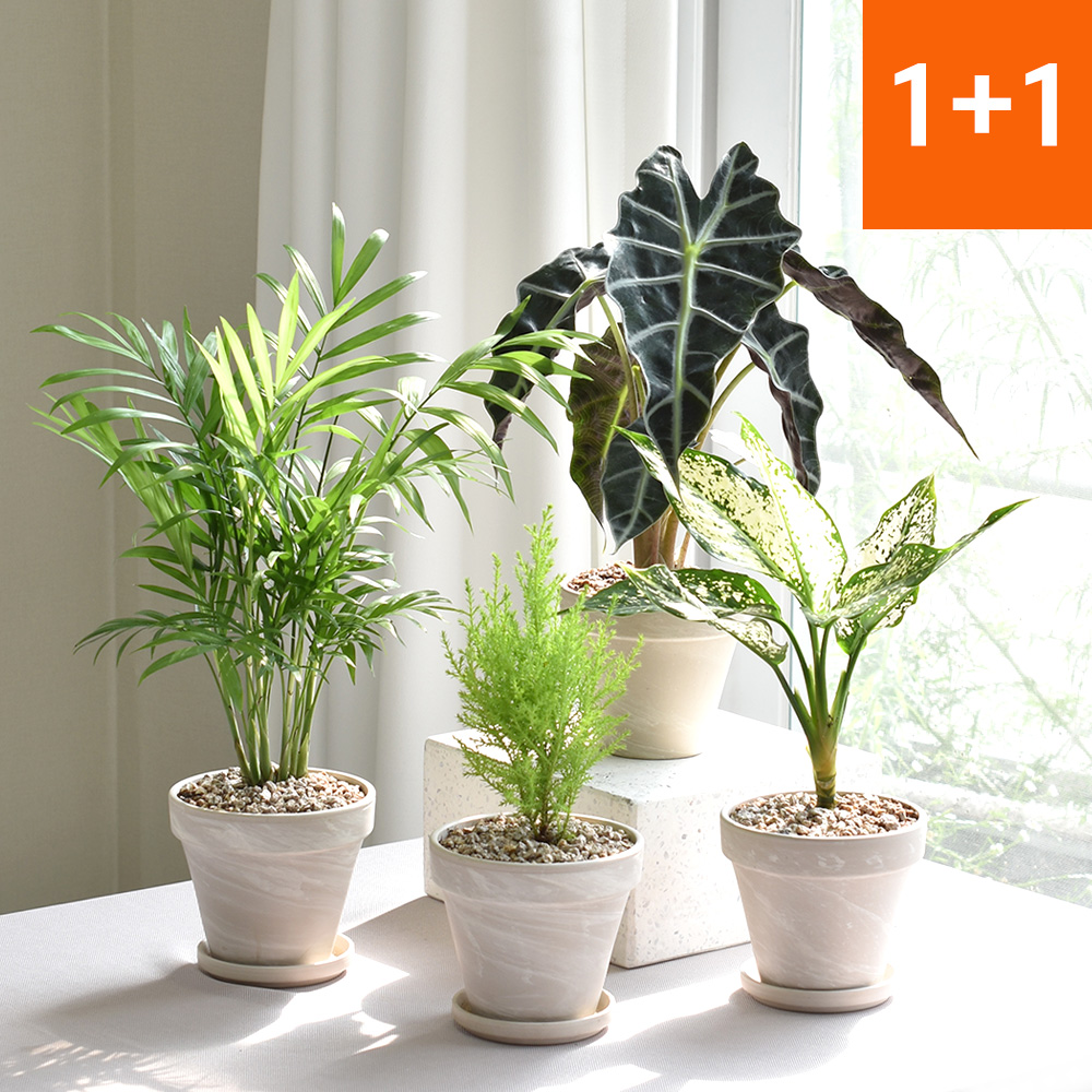 공기정화식물 몬스테라 스투키 독일화이트크림