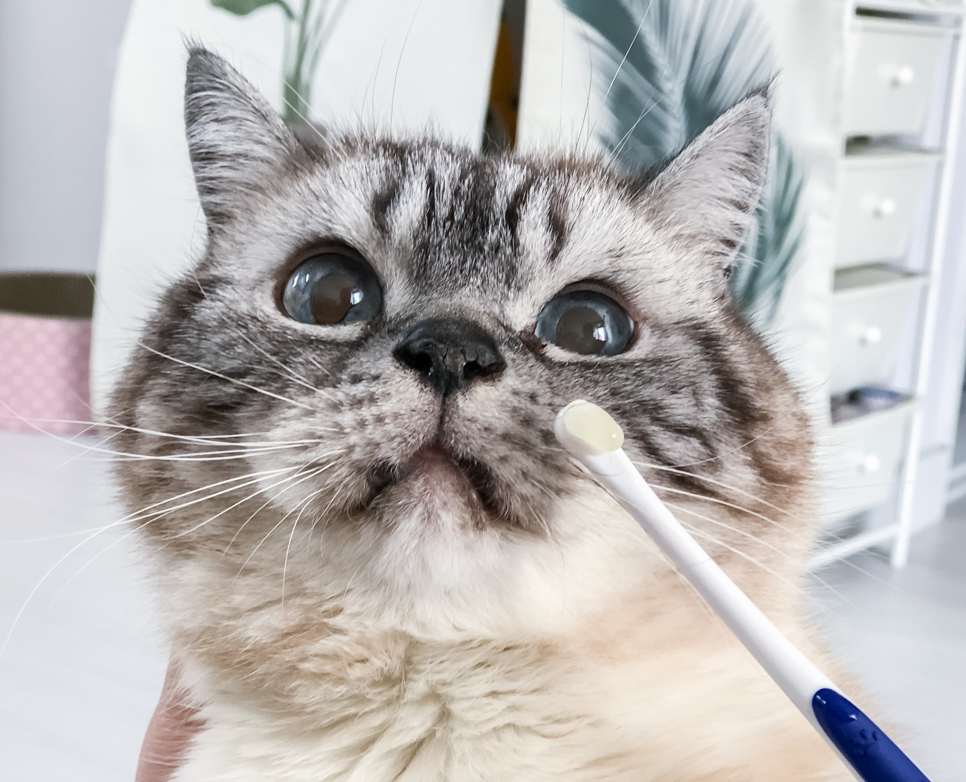 정글몬스터 덴티포인트 칫솔 P 1개입, 3개