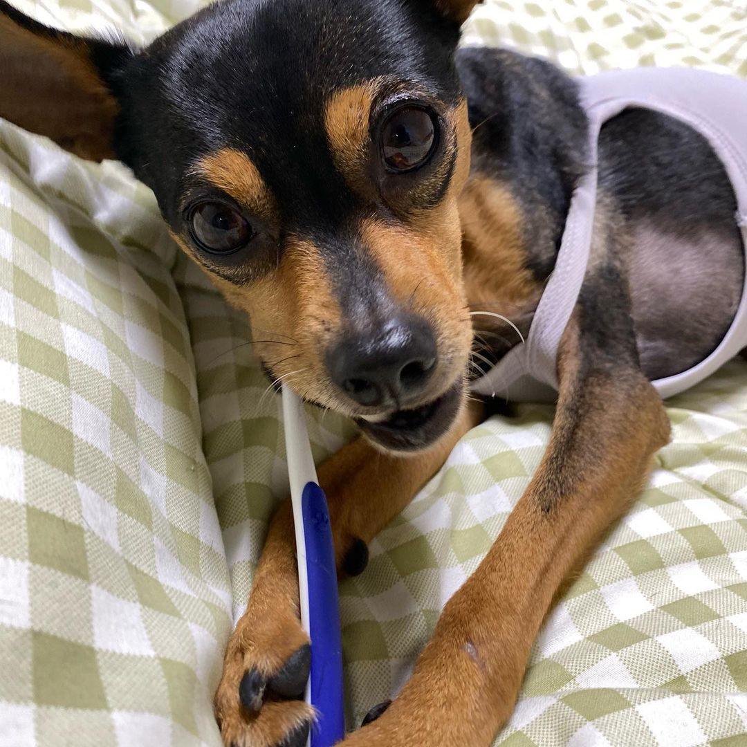 정글몬스터 덴티포인트 칫솔 P 1개입, 3개