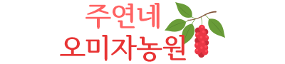 인제 수제 오미자청 원액 오미자엑기스 500ml 임산부 선물 즙 진액 효소 만들기 효능
