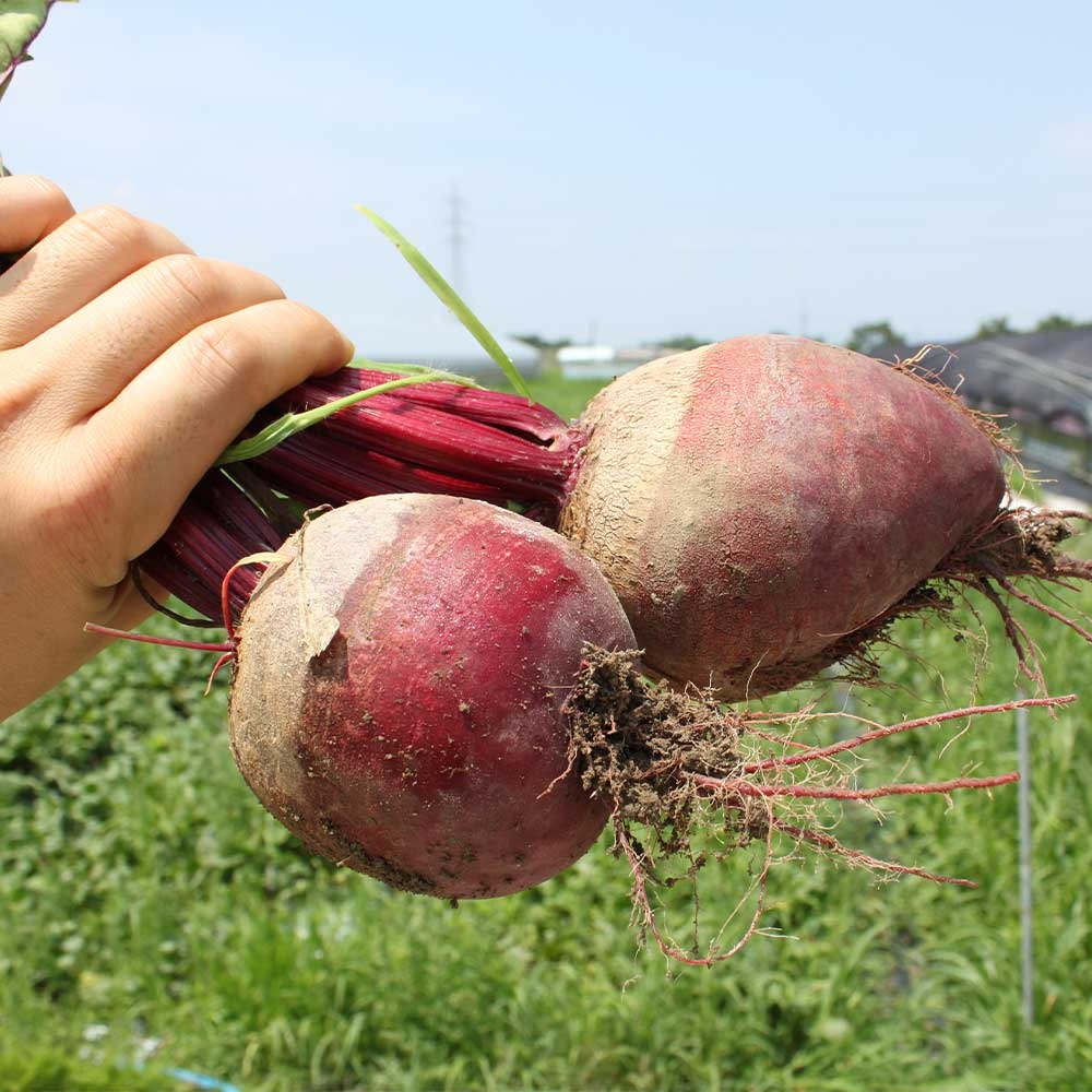 제주 레드 비트즙 NFC 저온착즙 30팩 비트 쥬스 주스 원액 - 상세 이미지 3