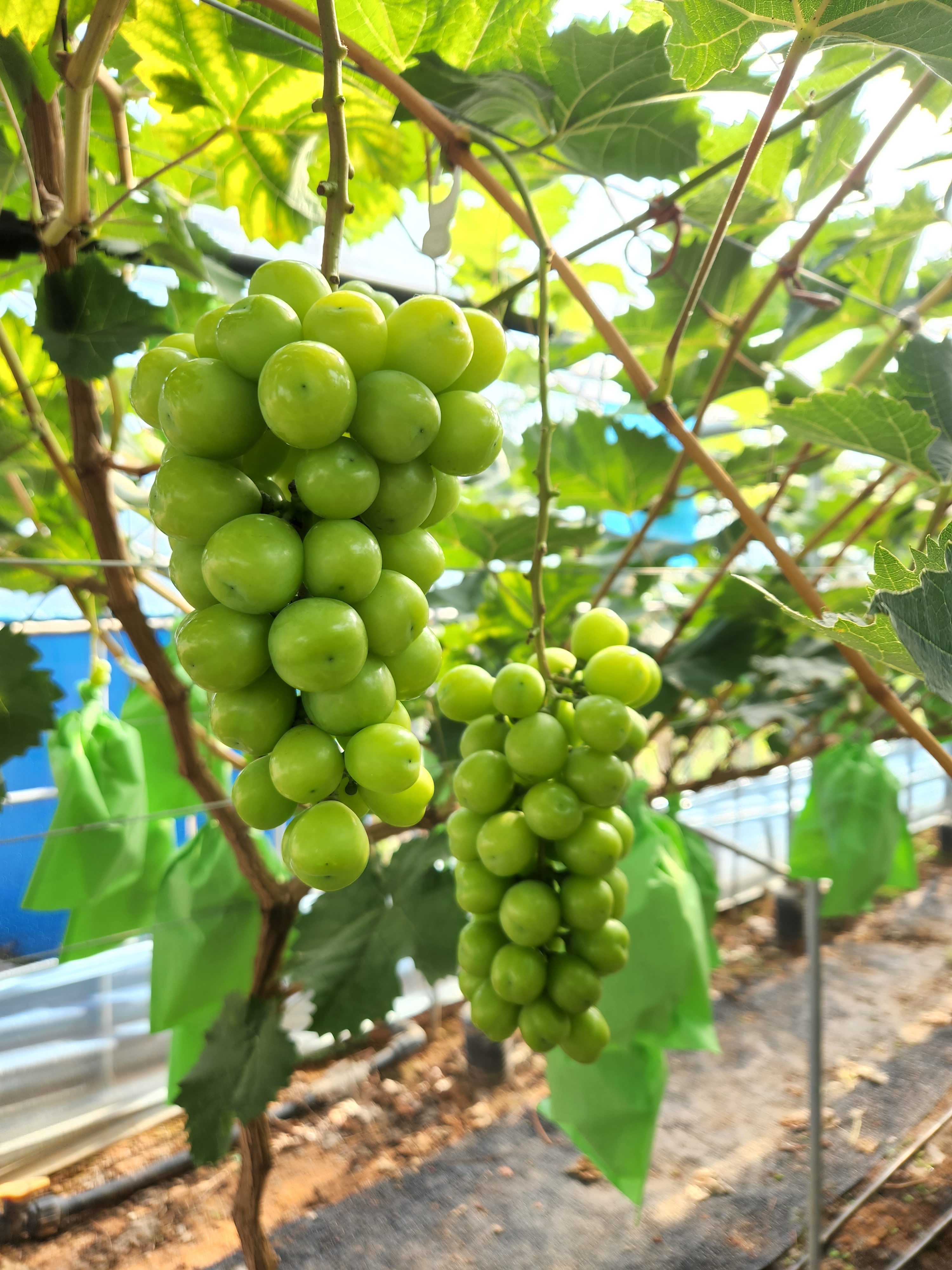 [GAP 인증] 샤인머스켓  3kg, 4kg, 5kg  [농장직영] - 상세 이미지 5