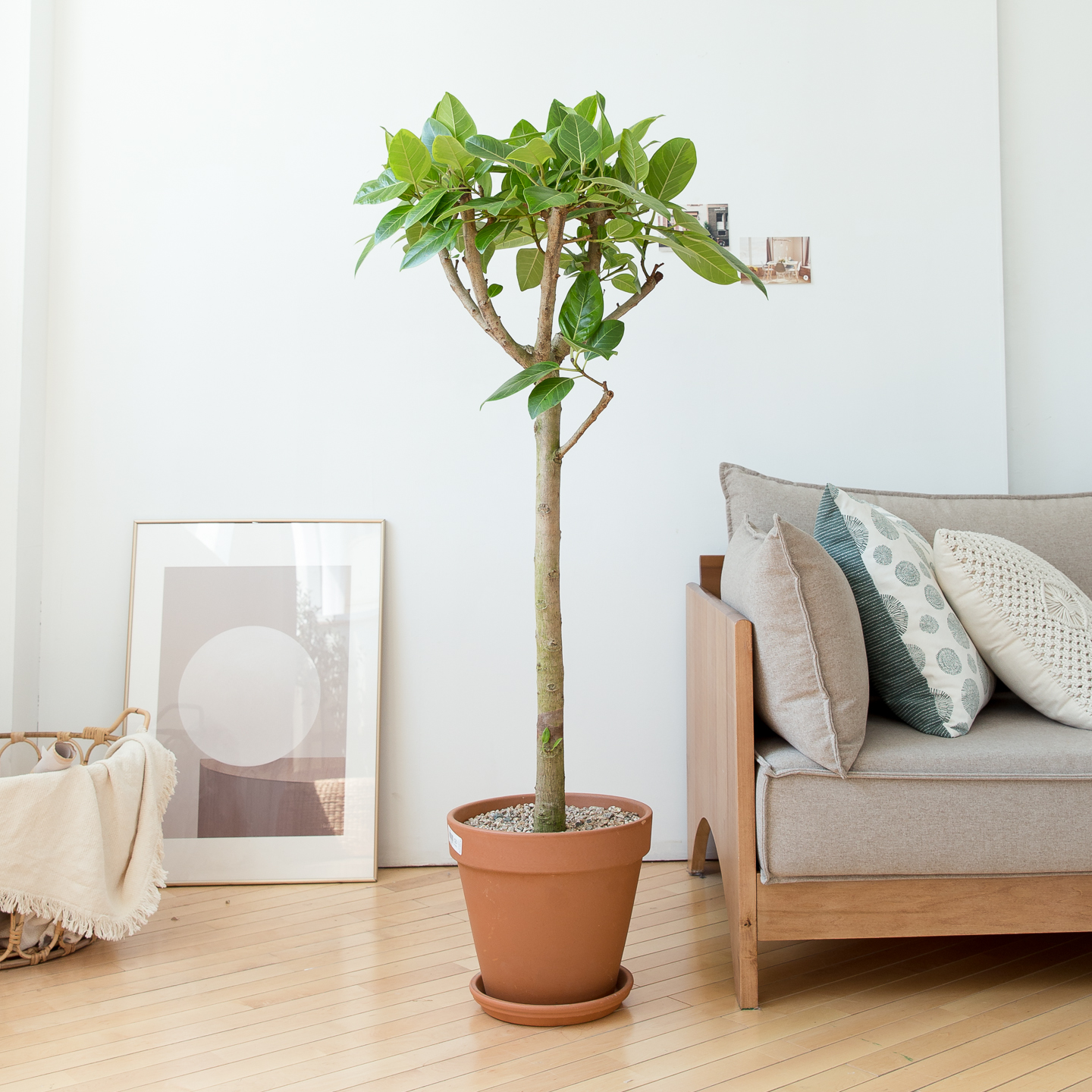 피플랜트 대형 뱅갈고무나무 이태리토분 거실화분 인테리어 식물 집들이 개업식 개업축하 화분