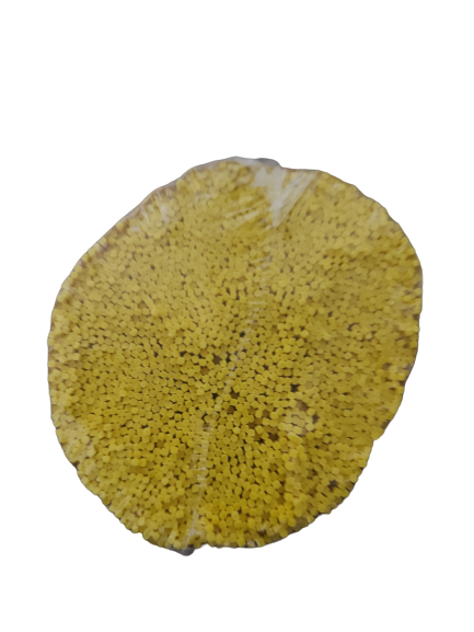 예산국수 촌국수 콩국수면 콩국수 치자 맛국수 1.100g 운산식품 쫄깃 구포 - 상세 이미지 2