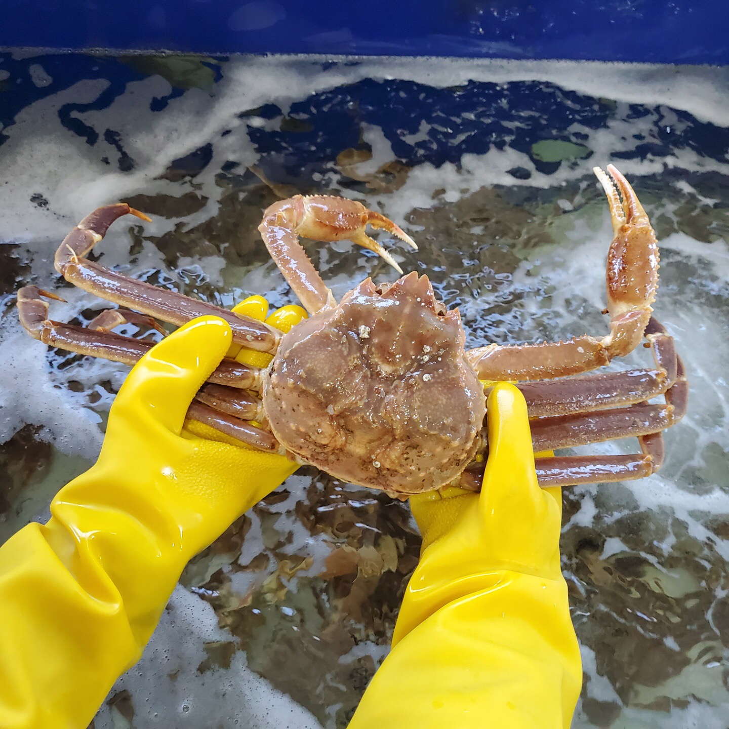 에이급 러시아 자숙 대게 박달대게 3kg 활대게 스노우크랩