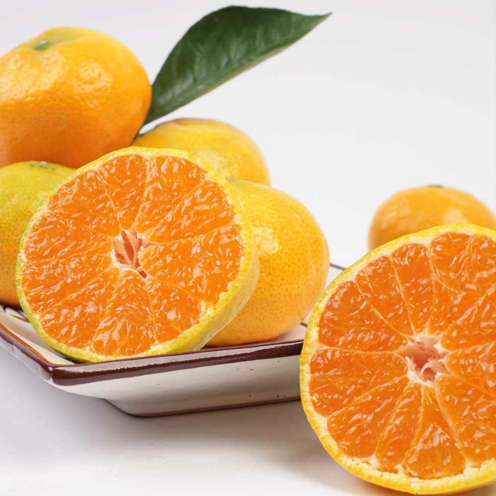 제주직송 제주 극조생 감귤 가정용 1kg 2kg 실중량 - 상세 이미지 4