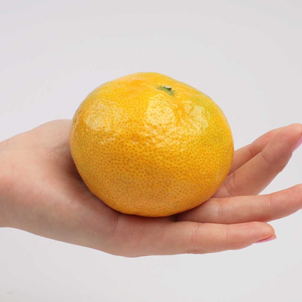 제주직송 제주 극조생 감귤 가정용 1kg 2kg 실중량 - 상세 이미지 2
