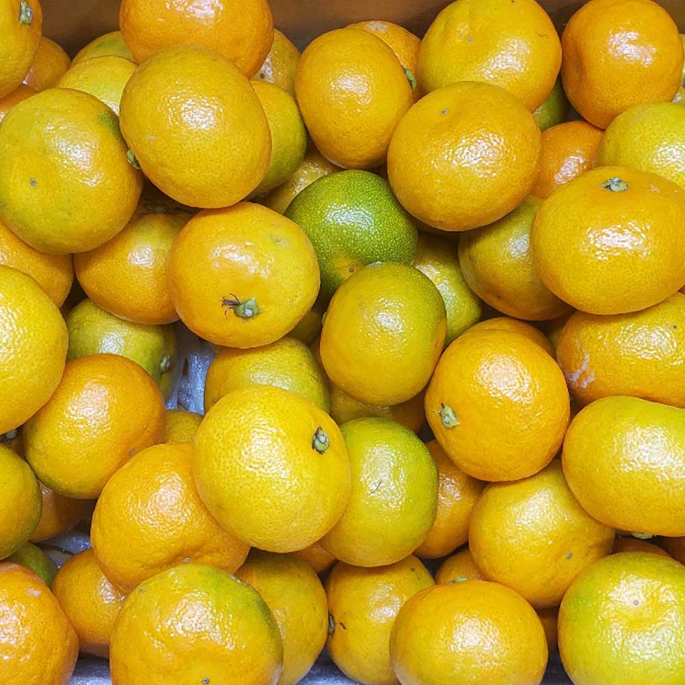 제주직송 제주 극조 감귤 1.5kg 2.5kg /실중량