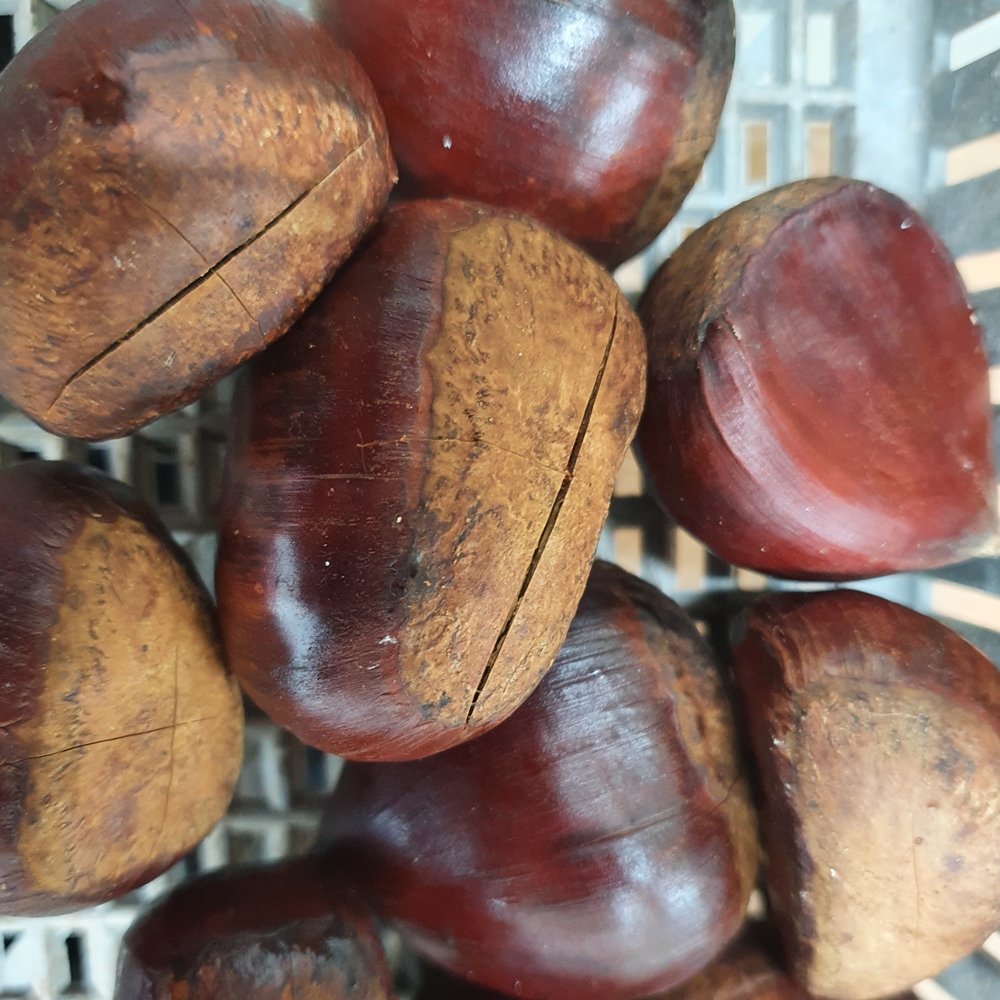 노루골농원 부여친환경유기농 대보밤 특 1kg - 상세 이미지 4