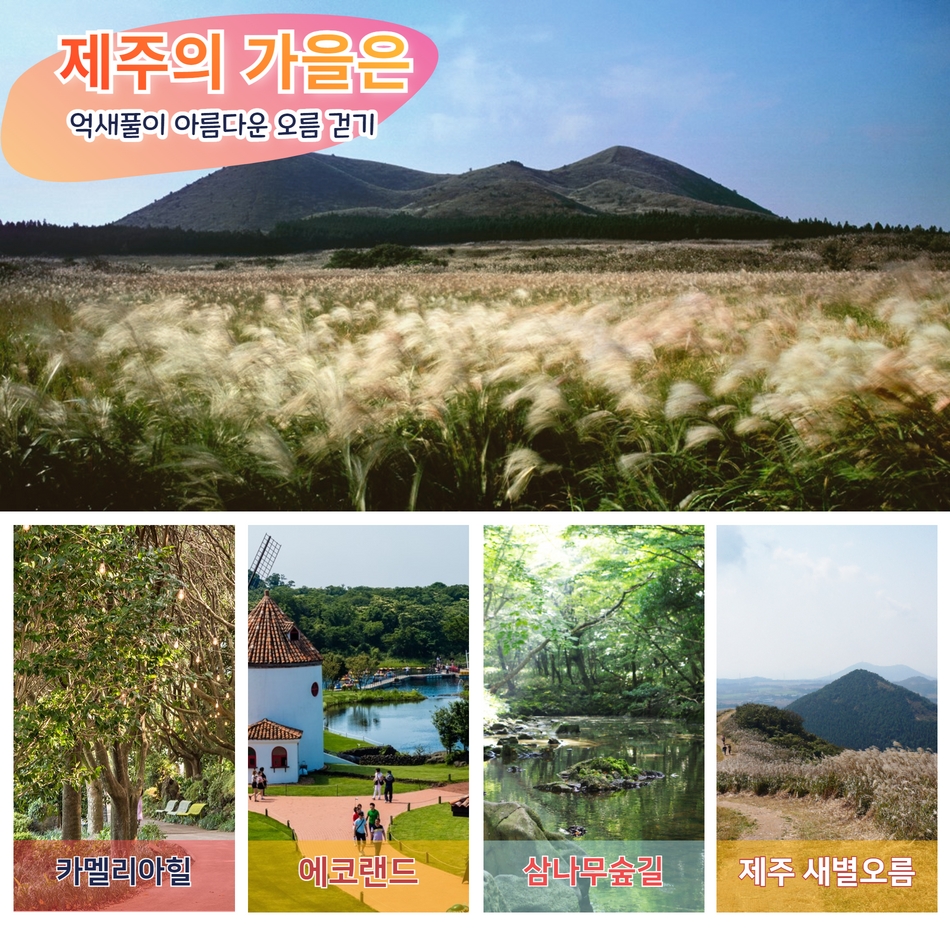 [부산울산대구서울출발] 제주가을억새풀특가 꽉찬2박3일 - 상세 이미지 2