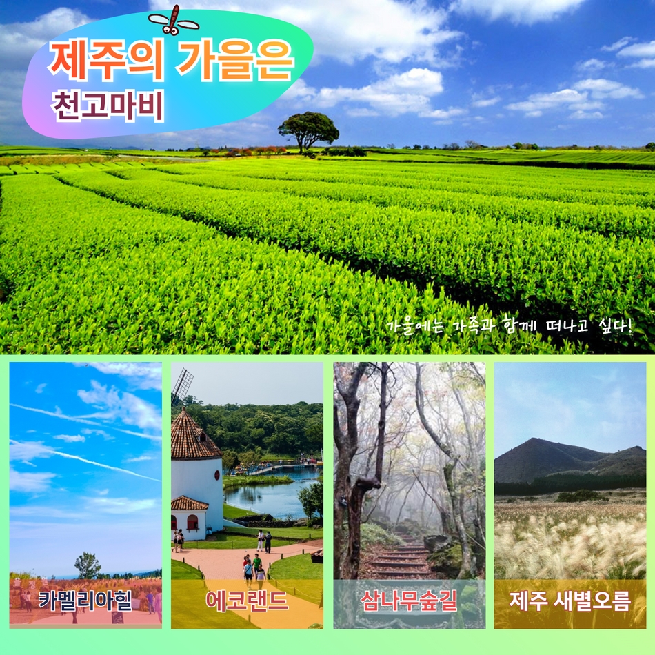 [부산울산대구서울출발] 제주가을억새풀특가 꽉찬2박3일 - 상세 이미지 4