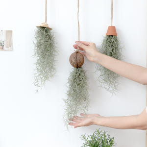 피플랜트 마끈 코코넛 수염틸란드시아 먼지먹는 공중 식물 행잉플랜트 실사용 후기 | 효과 있을까? - 상품 이미지 4