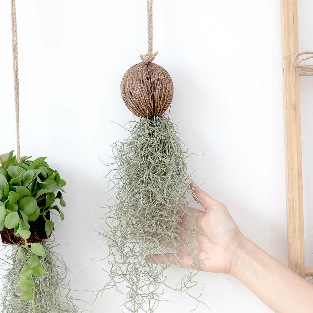 피플랜트 마끈 코코넛 수염틸란드시아 먼지먹는 공중 식물 행잉플랜트 실사용 후기 | 효과 있을까? - 대표 이미지
