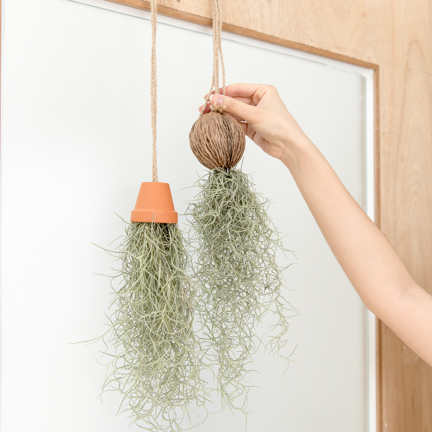 피플랜트 마끈 코코넛 수염틸란드시아 먼지먹는 공중 식물 행잉플랜트 이미지 3