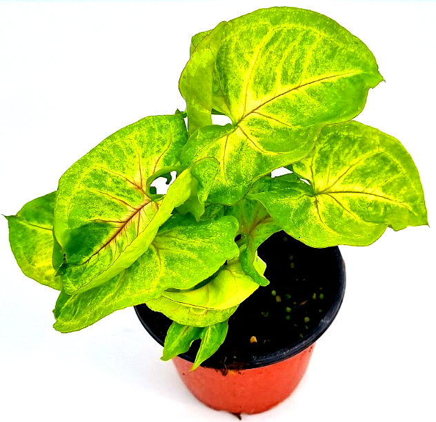 네온 싱고니움 싱고늄 실내공기정화식물 키우기쉬운식물