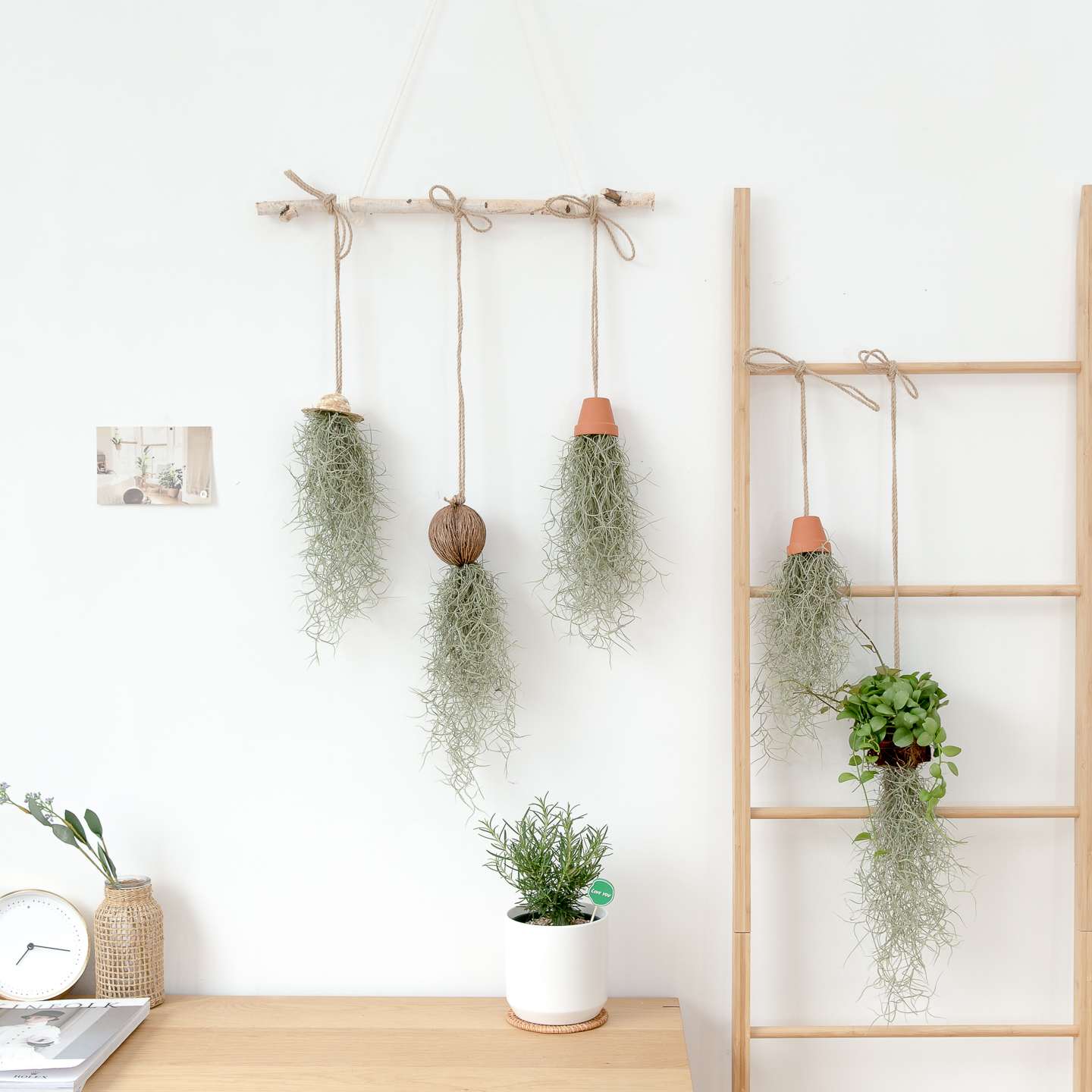 피플랜트 마끈 코코넛 수염틸란드시아 먼지먹는 공중 식물 행잉플랜트 이미지 2