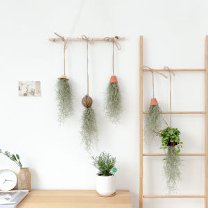 피플랜트 마끈 코코넛 수염틸란드시아 먼지먹는 공중 식물 행잉플랜트 실사용 후기 | 효과 있을까? - 상품 이미지 2