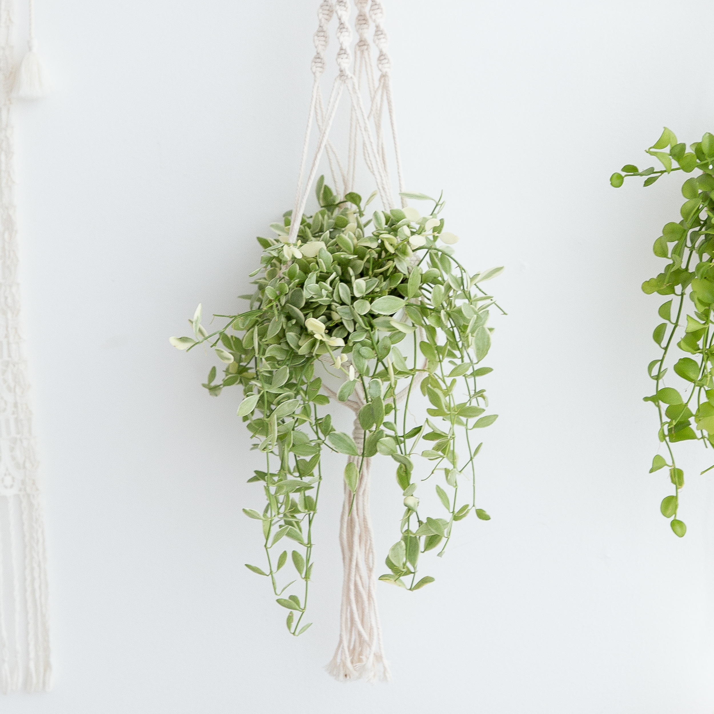 디시디아 마크라메 행잉식물 행잉플랜트 덩굴 넝쿨 반려식물 공중 늘어지는 음지 화분