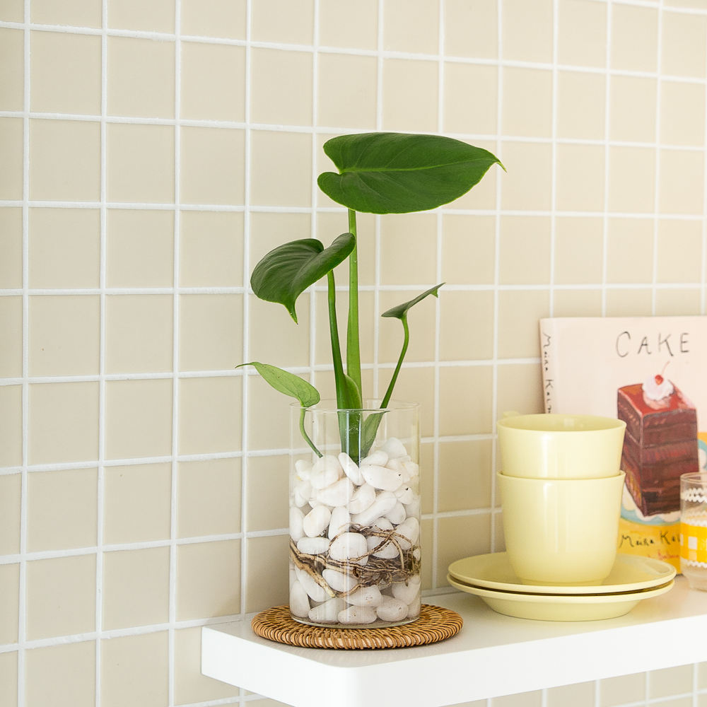 수경재배식물 수생식물 수중식물 키우기 화분 뿌리 어항 몬스테라 흰자갈 만들기세트