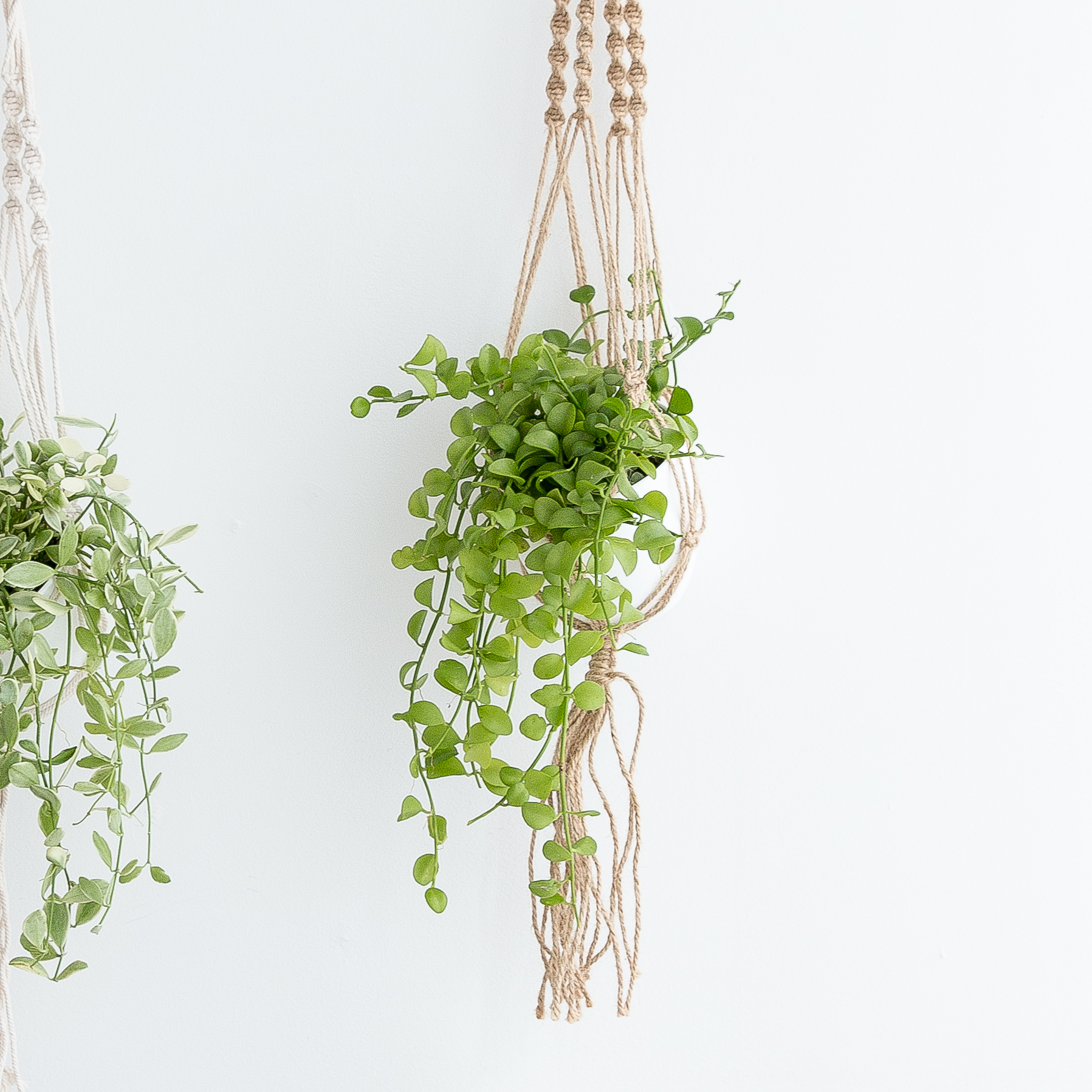 디시디아 마크라메 행잉식물 행잉플랜트 덩굴 넝쿨 반려식물 공중 늘어지는 음지 화분