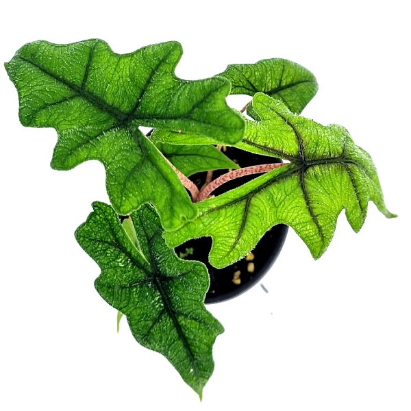 잭클린 알로카시아 재클린 습도조절 실내공기정화식물 구근 희귀 식물 화분