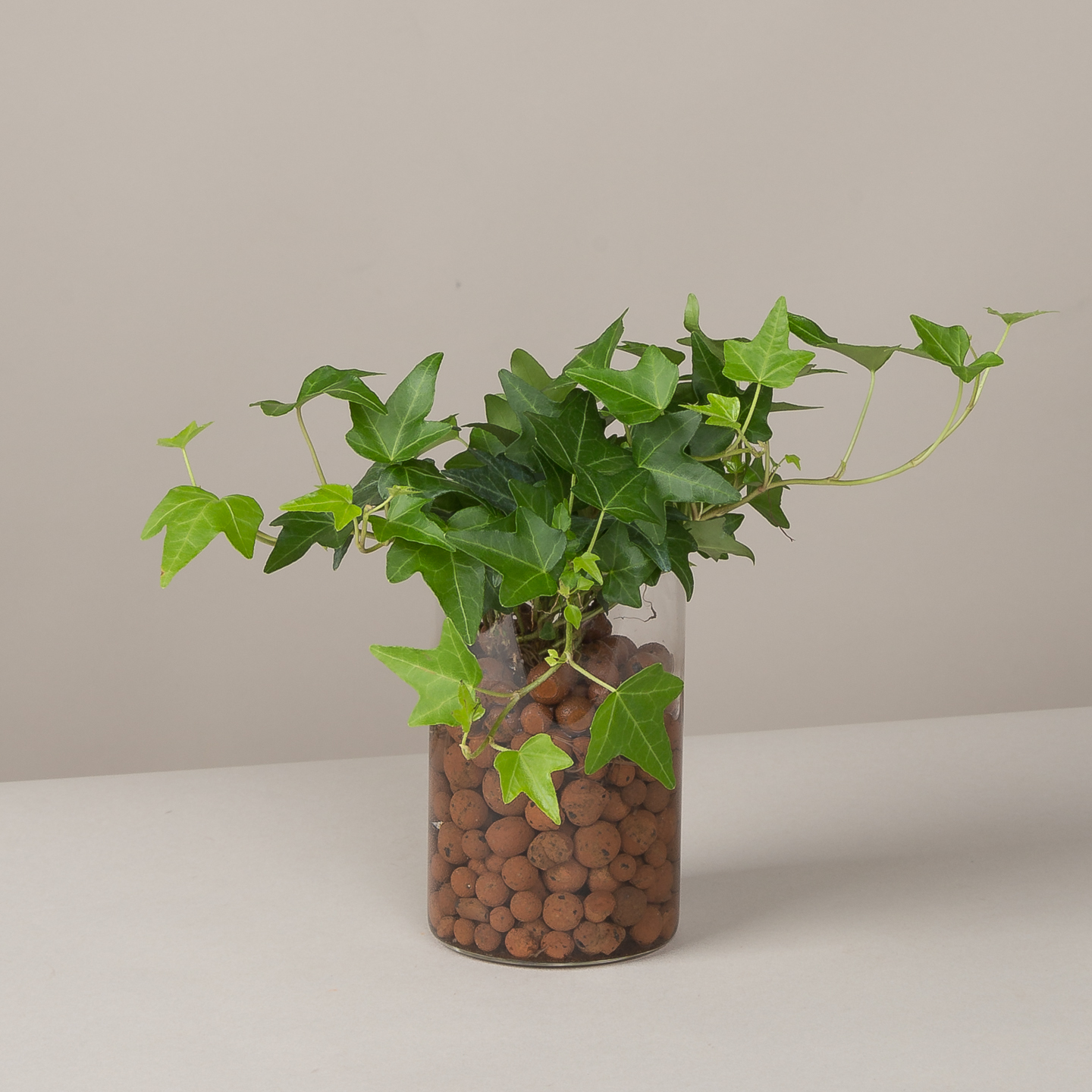 피플랜트 아이비 하이드로볼 수경재배 수생 식물 키우기 이미지 4