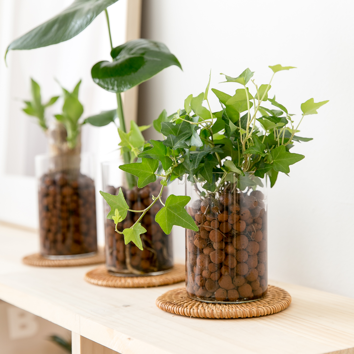 피플랜트 아이비 하이드로볼 수경재배 수생 식물 키우기 이미지 3