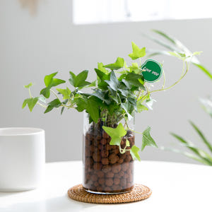 피플랜트 아이비 하이드로볼 수경재배 수생 식물 키우기 실사용 후기 | 효과 있을까? - 상품 이미지 1