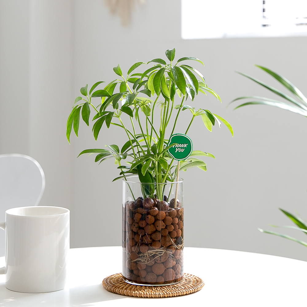 피플랜트 홍콩야자 하이드로볼 수경재배 수생 식물 키우기 제품 이미지